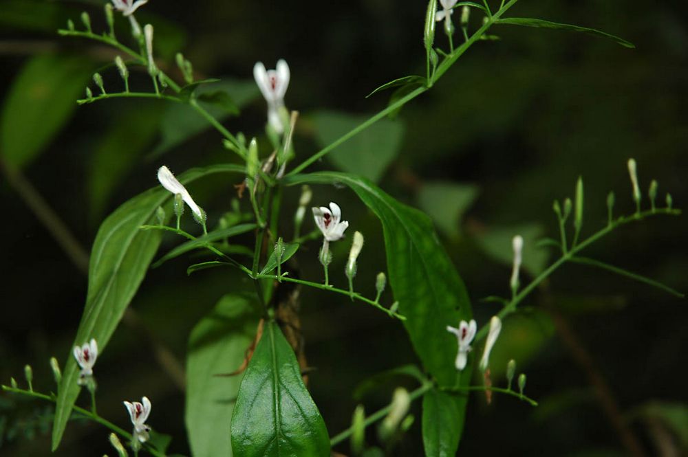 Andrographis, ajurwedyjska roślina na przeziębienie
